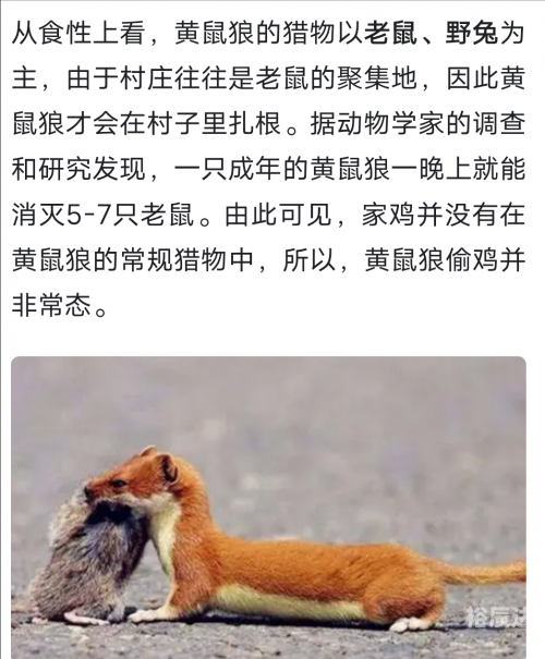 黄大仙论坛精选六肖2021黄大仙论坛精选，六肖揭秘与黄大仙的神秘魅力-第1张图片