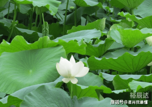 今晚一码一肖，准确预测的神秘力量