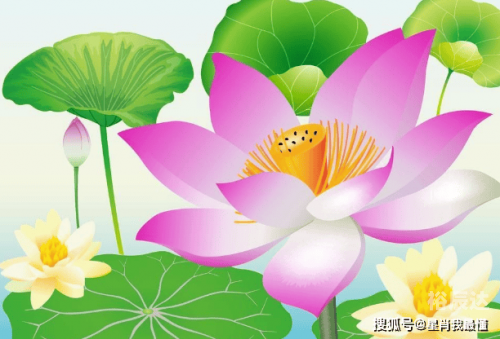 今晚一码一肖，准确预测的神秘力量-第3张图片