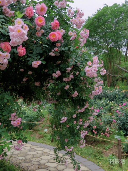 百合图库总站，艺术与美丽的交汇之地-第3张图片