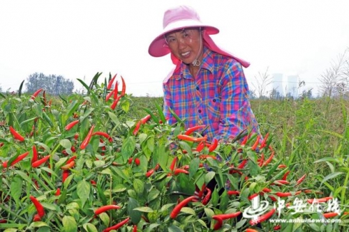 采摘网牛彩预测采摘网，高效便捷的农业工具