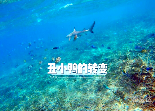 白天鹅高手论坛白天鹅高手论坛，探索天鹅界的精英之路-第1张图片