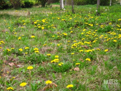 芳草地论坛官方资料芳草地论坛，探索网络交流的新天地