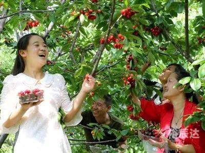 采摘网牛彩预测采摘网，高效便捷的农业工具-第2张图片