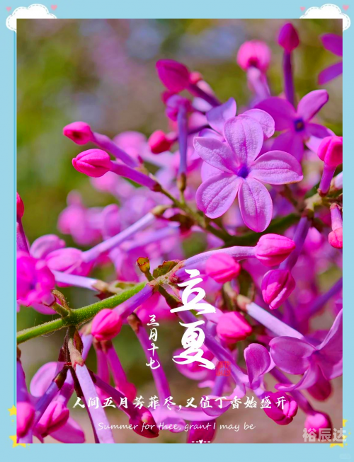 好运彩，生活中的幸运之花-第1张图片