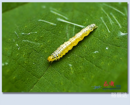 虫虫高手论坛，探索网络社区的奇妙世界-第3张图片