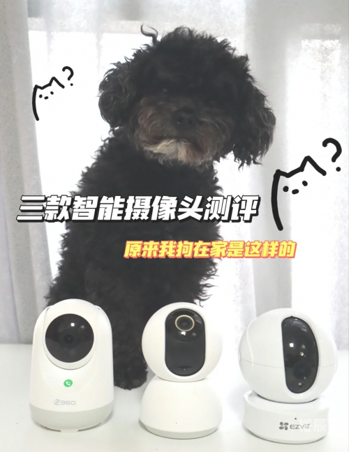 博狗haobc.vip，探索智能养狗新体验