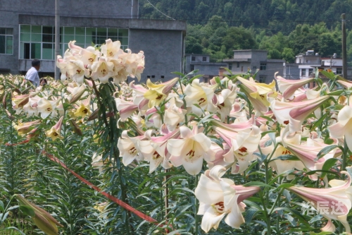 百合图库，艺术与美的交汇之地