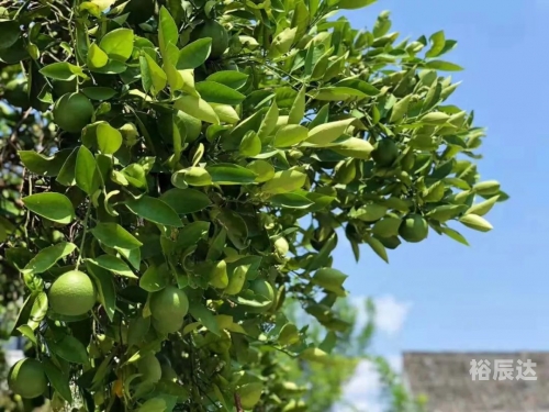 乡村欲爱，免费阅读的魅力