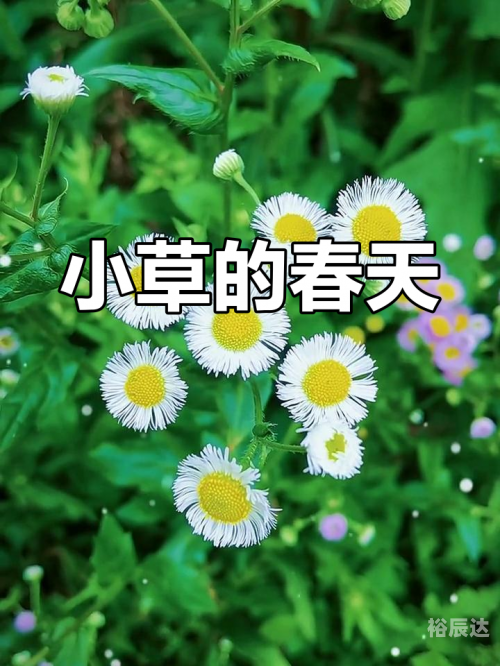小草CC的博客，探索自然之美-第2张图片