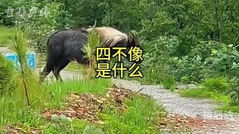 四不像特肖图片今期今开奖四不像特马生肖图2018-第2张图片
