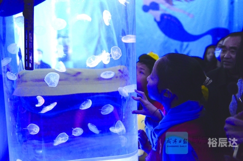 海狮报海狮报，海洋之声的启示