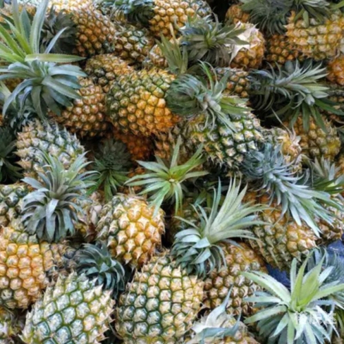 菠萝果菠萝果，热带水果的魅力
