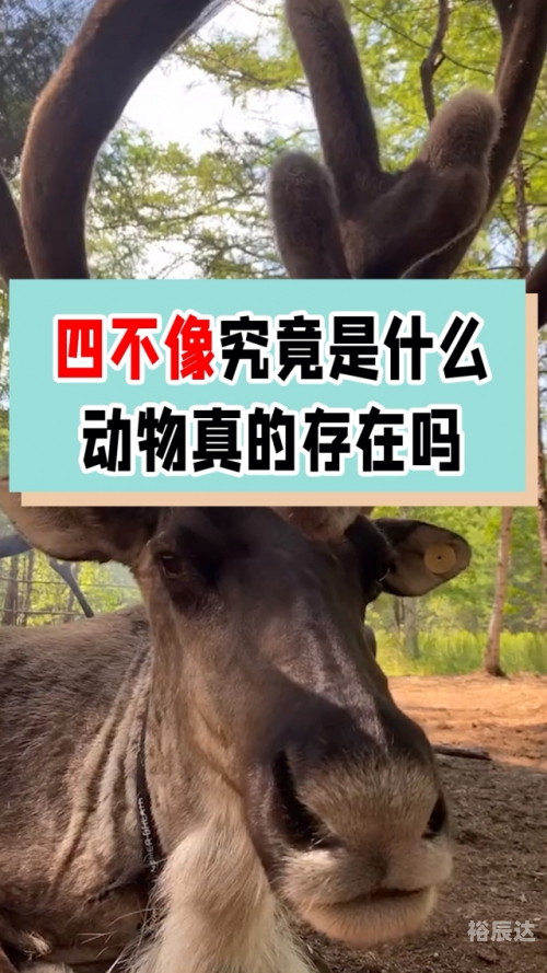 今天必中四不像图今天必中的四不像图-第2张图片