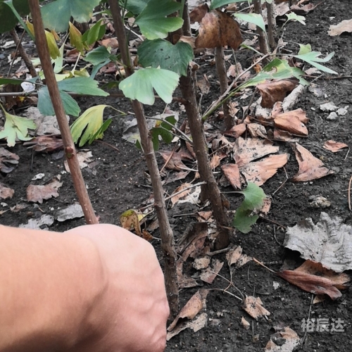 银杏树小苗的魅力-第2张图片