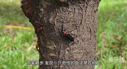天牛红五图库大全