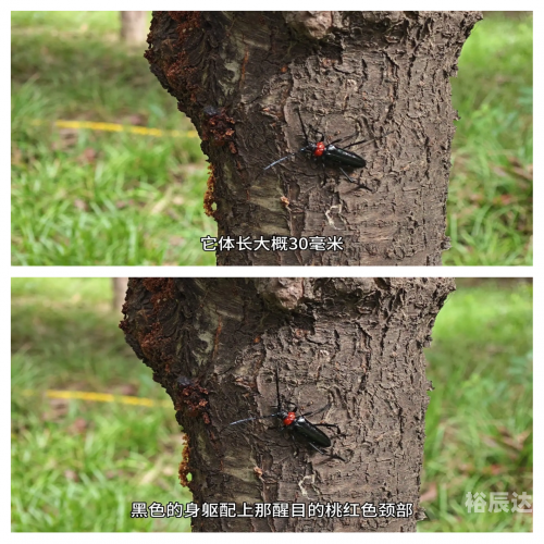 天牛红五图库大全-第2张图片