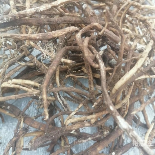 小草乌的魅力与故事-第3张图片