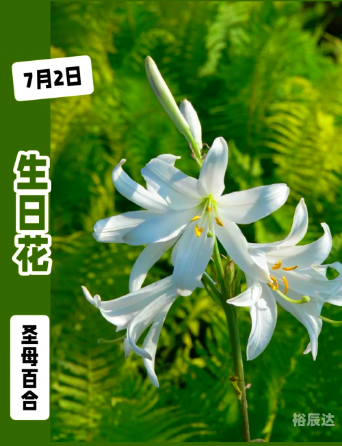 5577tk百合图库，探索神秘百合之美-第3张图片