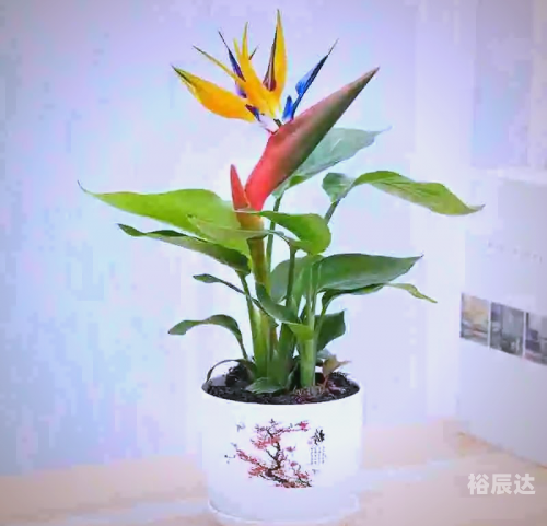 好运彩好运彩，生活中的幸运之花