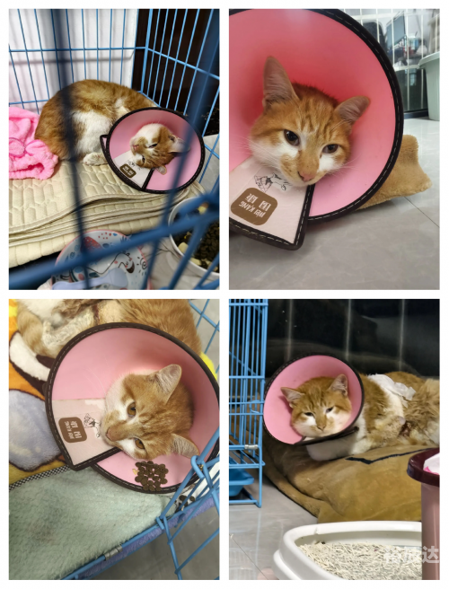 三脚猫论坛三脚猫论坛，探索网络交流的新天地