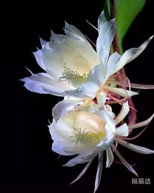 夜之女王，神秘而优雅的女神-第1张图片