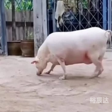 今晚买四不像