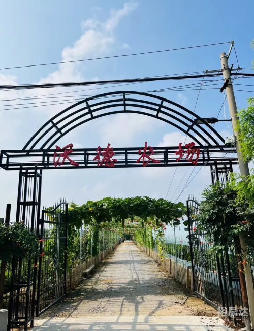 水果奶奶论坛介绍水果奶奶论坛，探索水果的奥秘与乐趣
