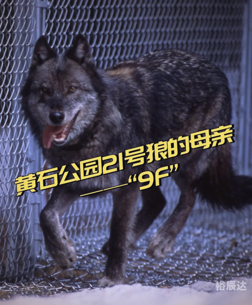 广西的狼精英论坛广西狼精英论坛，探索狼性精神的卓越平台-第1张图片