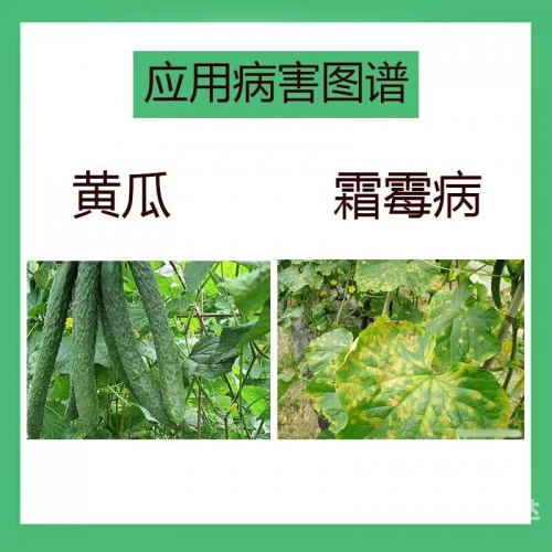 赢彩门户cwvc赢彩门户，探索彩市新天地