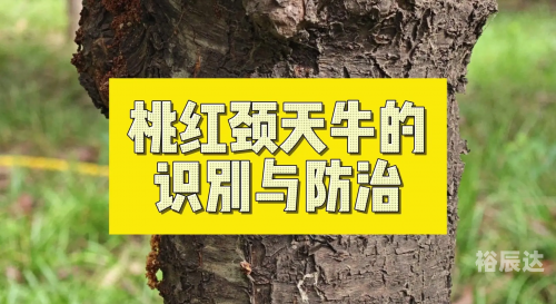 天牛红五图库大全