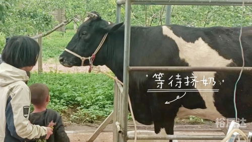 牛牛网牛牛网，牛牛的魅力与平台-第2张图片