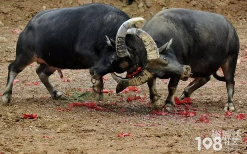 百人斗牛下载百人斗牛下载，探索神秘文化背后的诱惑