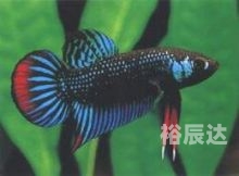 斗鱼远洋君什么来头斗鱼远洋君，海洋之舟的传奇故事