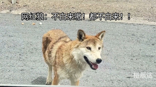 广西狼权威精英论坛广西狼论坛，探寻狼性精神的圣地