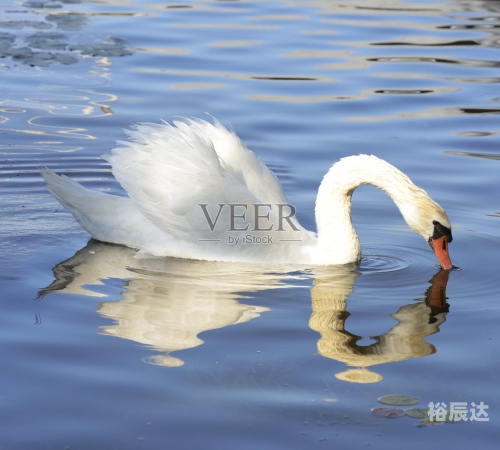 探索3D图库中的白天鹅之美-第2张图片