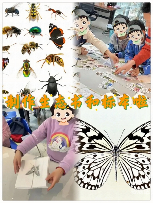 蝴蝶论坛是什么蝴蝶网论坛，探索网络世界的蝴蝶之窗