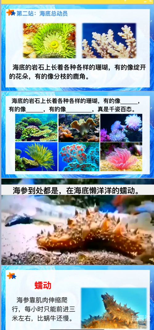 大彩鲸大彩鲸，神秘的海洋生物-第2张图片