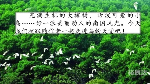 天堂鸟吧天堂鸟论坛，探索网络交流的新天地-第2张图片