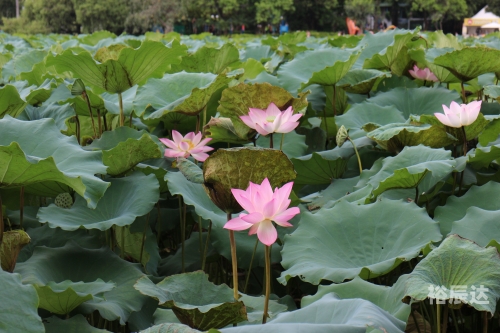 出水芙蓉，美的象征与寓意