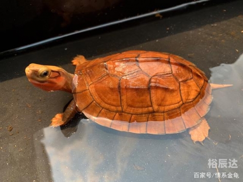 金钱龟价格波动与市场趋势