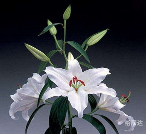 心水百合什么意思百合心水图库，探寻艺术之美