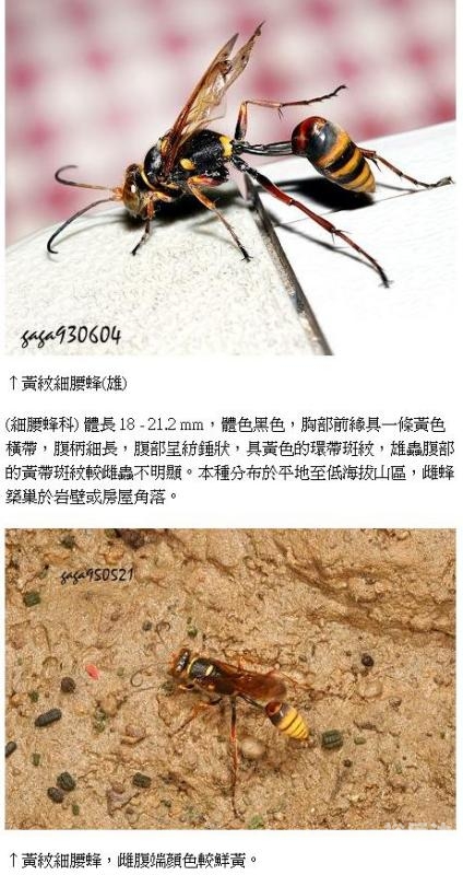 红足一1世手机app红足1一世网址，探索神秘的网络世界