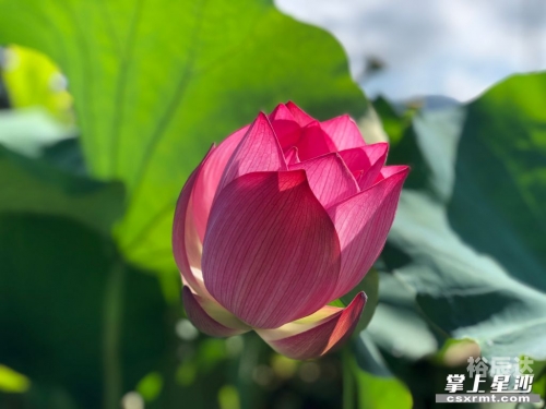出水芙蓉打生肖