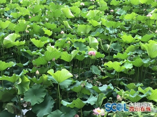 荷桂生态文化旅游节2024年几月几日荷桂生态文化旅游节盛大开幕-第2张图片