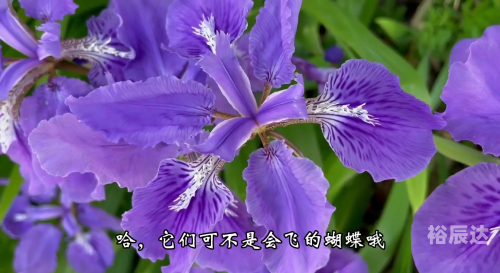 蓝色妖姬，神秘制作背后的秘密-第2张图片