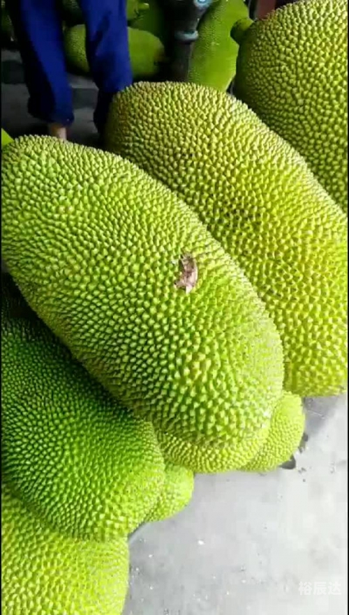 菠萝菠萝蜜手机网，探索科技新世界