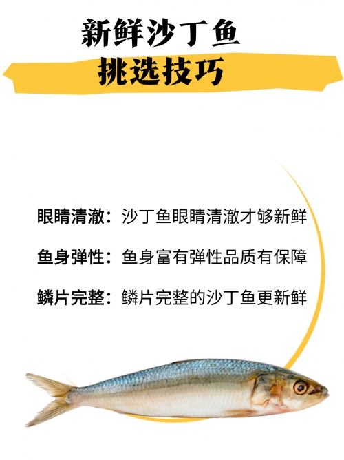 沙丁鱼尽量少吃最好不吃沙丁鱼之海，海洋中的生命奇迹-第2张图片
