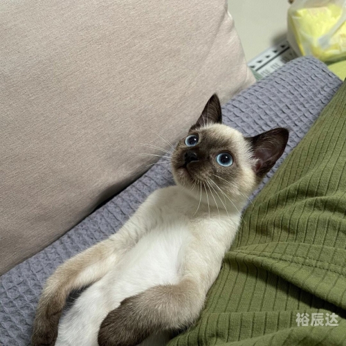 快猫的最近链接KM8KW
