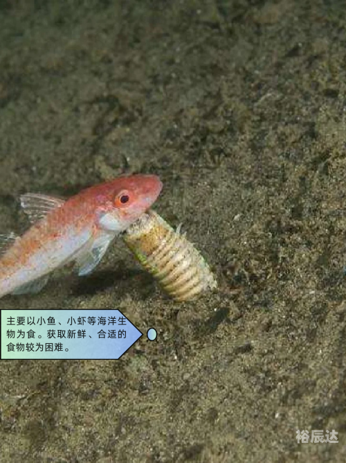 大彩鲸，神秘的海洋生物